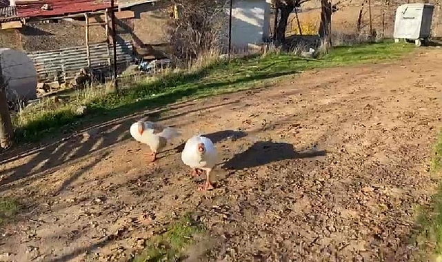 Sayaç okumak isterken kaz saldırısına uğradılar
