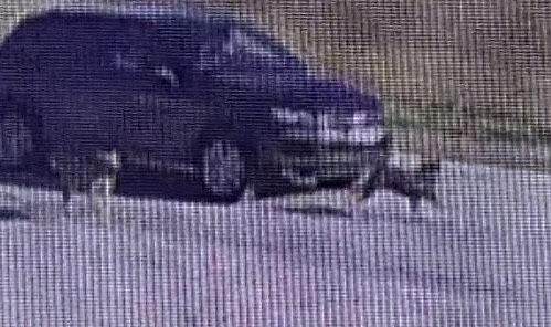 Vicdansız! Aracıyla köpeği ezip kaçtı