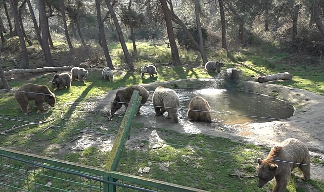 Ayıların bu kış uykusu gelmedi