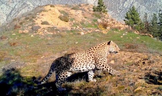 Bakan Kirişci: Anadolu Leoparı yeniden görüntülendi