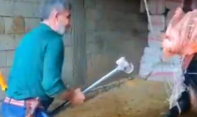 ‘Boğaya şiddet’ davasında yeni gelişme