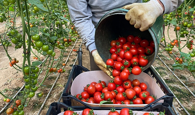 Domates fiyatları son 7 yılın rekorunu kırdı