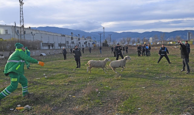 Ekili arazilere zarar veren koyunlara zabıta müdahale etti