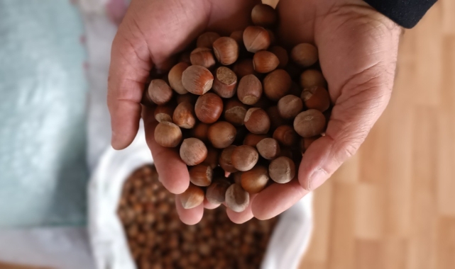 Fındık fiyatları yükselişte!