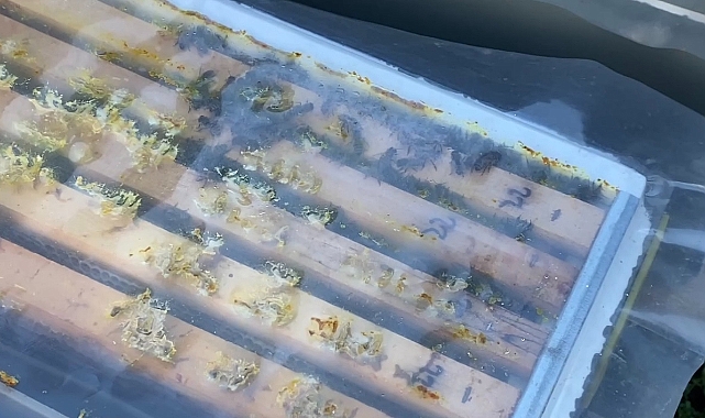 Hava sıcaklarındaki değişkenlik arı üreticilerini tedirgin ediyor