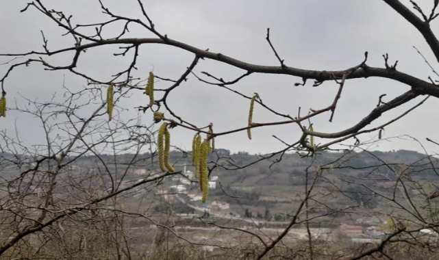 Hava sıcaklıkları fındık üreticisini kaygılandırıyor