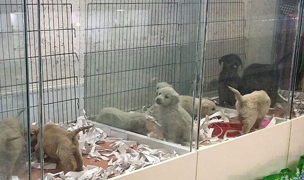 Kaçak evcil hayvan satışına büyük ceza!