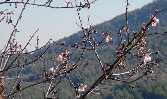 Ocak ayında ağaçlar çiçek açtı
