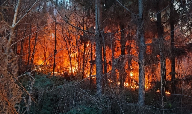Sakarya'da korkutan orman yangını
