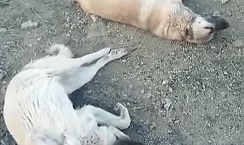 Sokak köpeklerini zehirlediler!