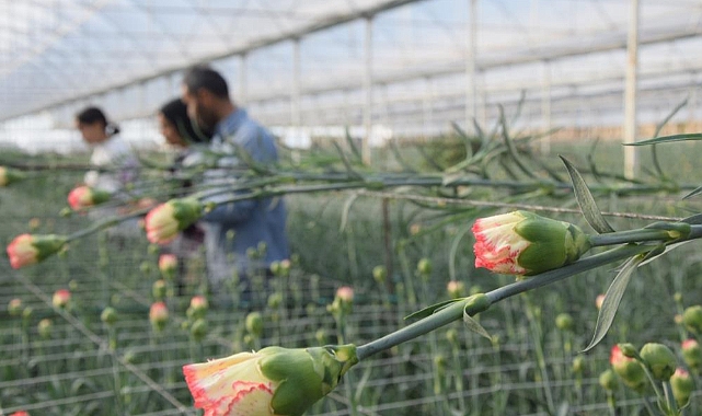 Tanesi 2 ile 5 TL arasında satılıyor: Kimse cesaret edemiyor