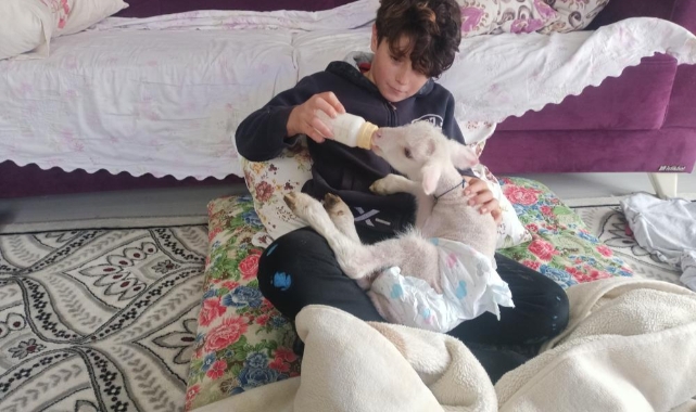 Annesi telef olan kuzuya bebek gibi bakıyorlar