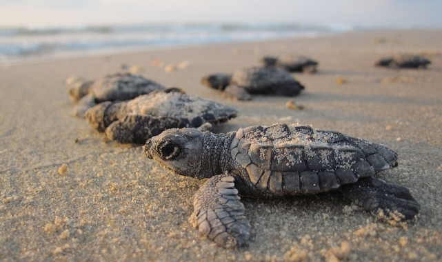 Bunu da gördük! Caretta caretta kabuğundan satılık tespih