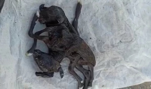 Çift başlı altı ayaklı dünyaya geldi: Çiftçi hayatının şokunu yaşadı