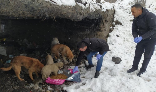 Dondurucu soğukta yiyecek bulamayan köpeklere mama bırakıldı