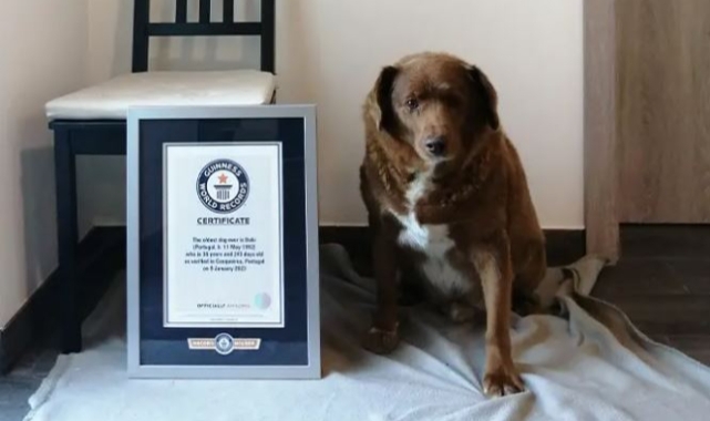 Dünyanın en yaşlı köpeği