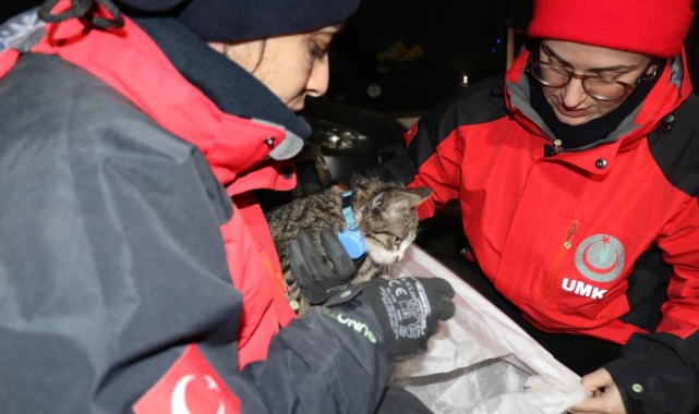 Yavru kedi saatler sonra enkaz altından canlı kurtarıldı