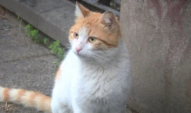 34 kedi ölü bulundu! İnceleme başlatıldı