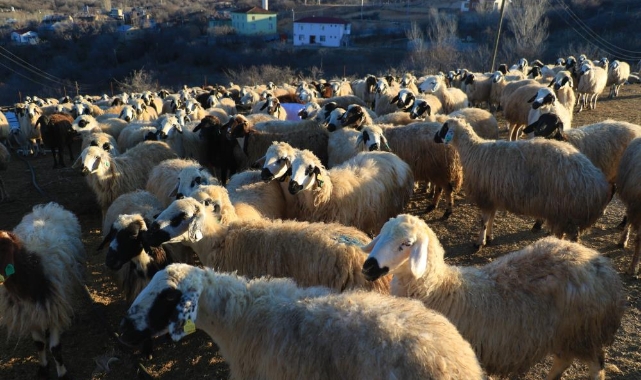 Bakanlık duyurdu: 8 işletmeye "şap" karantinası