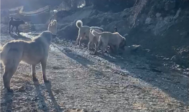 Başıboş köpeklerin saldırısına uğradı