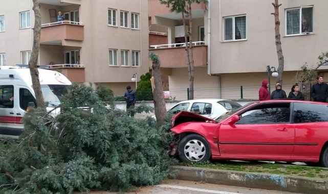 Bursa'da alkollü sürücü ağacı devirerek durabildi