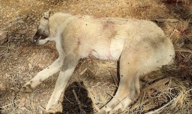 Çoban köpeklerini vurup telef ettiler