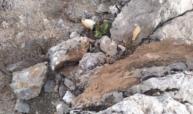Deprem sonrası dağdan kopan kaya parçaları tehlike saçıyor