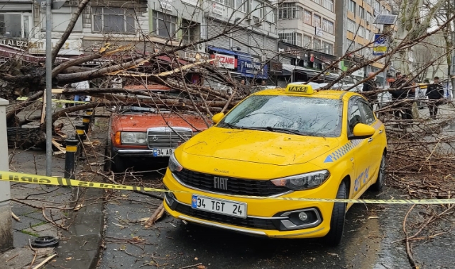 Fatih’te çürüyen ağaç iki otomobilin üzerine devrildi