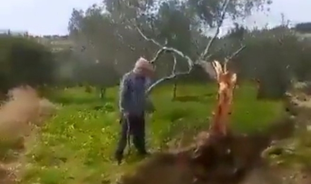 Fay hattı ikiye böldüğü ağacı 10 metre taşıdı