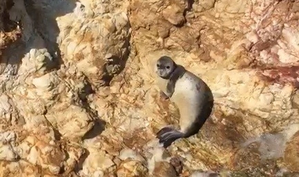 Fok balığının bu görüntüleri gülümsetti