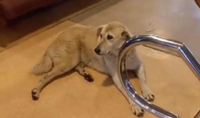 Kadıköy-Beşiktaş vapurunda sokak köpeği krizi: Sefer iptal edildi