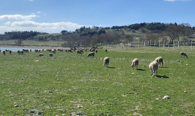 Korkutan manzara: Balıkların olduğu yerde koyunlar otluyor