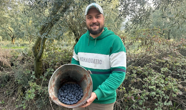 Bursa'da mart ayında zeytin hasadı şaşırttı