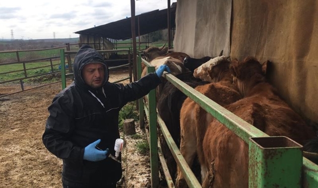Şap hastalığına karşı aşılama atağı sürüyor