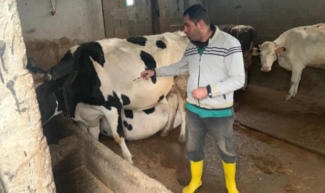 Şap hastalığına karşı aşılama devam ediyor