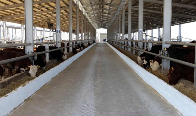 Şap krizinde son durum! 215 köyde şap karantinası