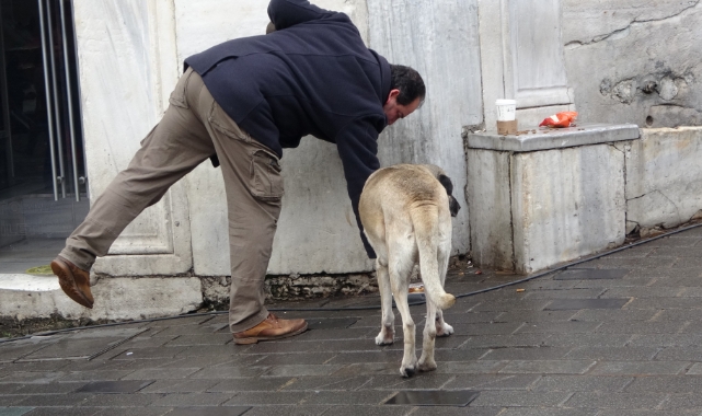 Sokak köpekleri lokantanın müdavimi oldu