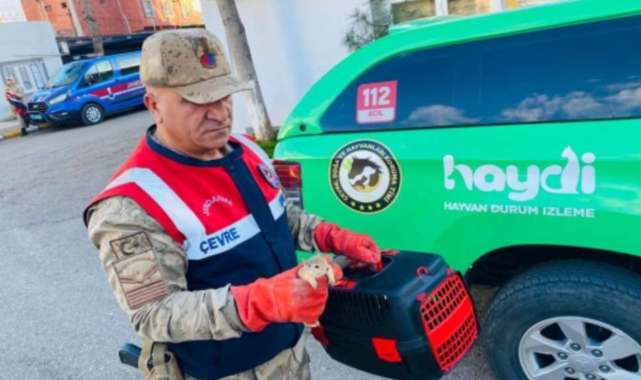 Yolcu otobüsünde 15 sincap yavrusu ele geçirildi