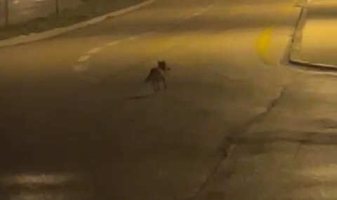 Aç kalan tilki sokaklara indi