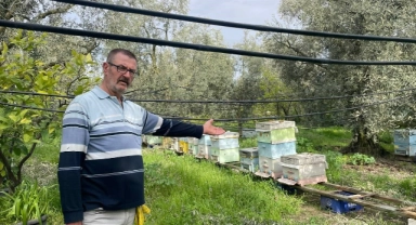 "Bal" gibi hırsızlık