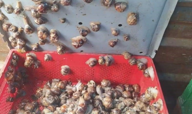 Bu kez de kaçak salyangoz avcısına ceza kesildi