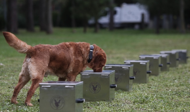 Bursa bomba uzmanı köpeklerin nefes kesen eğitimi