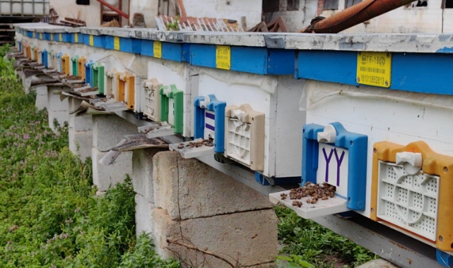 Bursa'da toplu arı ölümleri