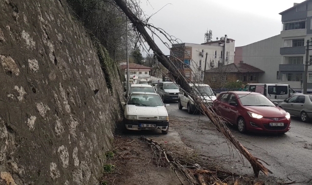 Devrilen ağaç iki araca zarar verdi