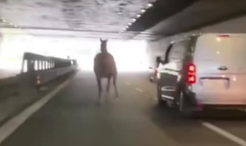 Hipodromdan kaçan at trafiği altüst etti