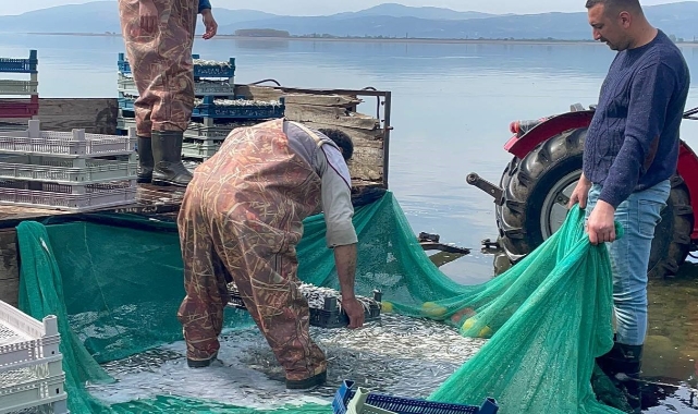 İznik Gölü'nde gümüş balığı bereketi