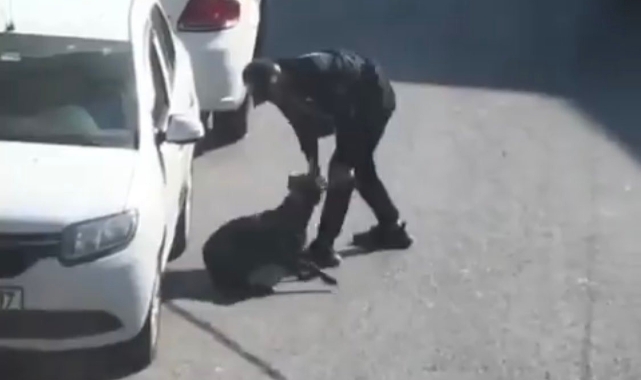 Köpeğe eziyet eden şahıs gözaltına alındı