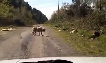 Onlarca köpek boş arazide ölüme terk edildi