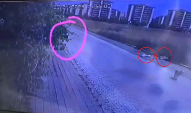 2 köpeği pompalı tüfekle vuran katil kaçtı