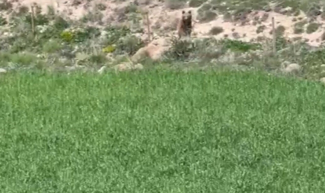 Acıkan ayı yaylaya indi